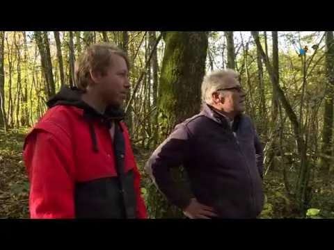 savoie : la forêt face au scolyte et l’immersion dans la vie de bûcheron pour préserver notre patrimoine vert