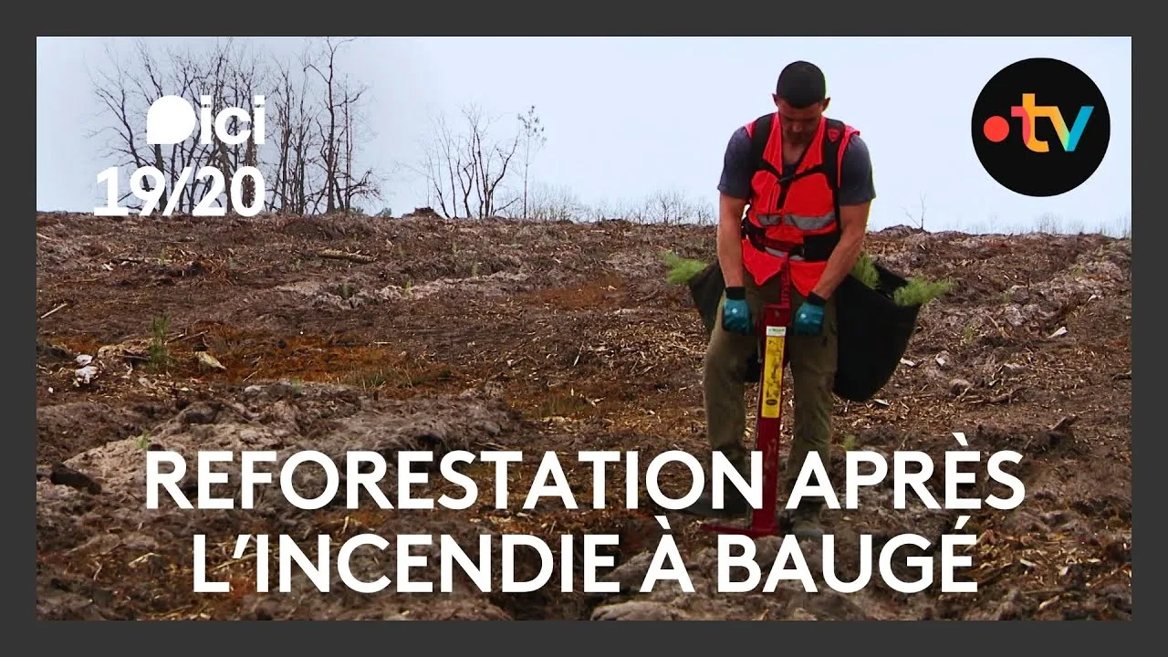 savoie : lutte contre le changement climatique avec la replantation d’arbres