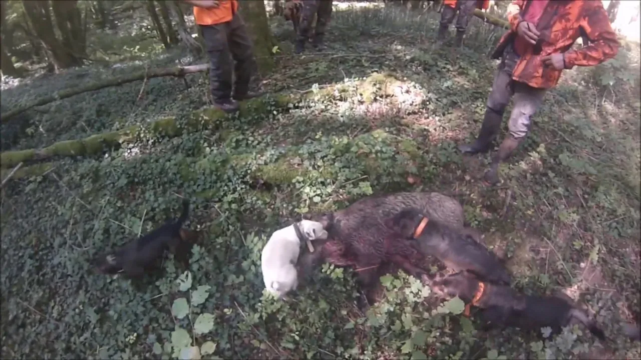 la chasse en haute savoie connait une Énergie renouvelée avec plus de 400 nouveaux chasseurs