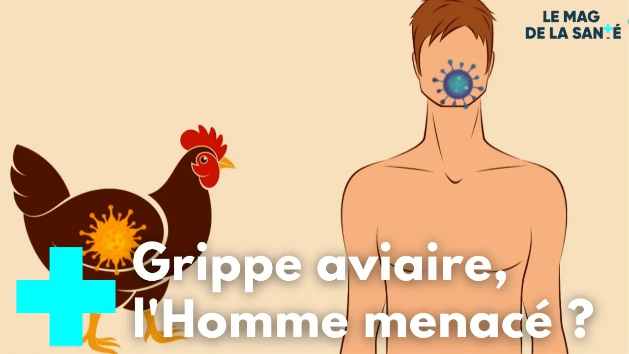 haute savoie : premier cas de grippe aviaire confirmé sur un cygne au lac d’annecy