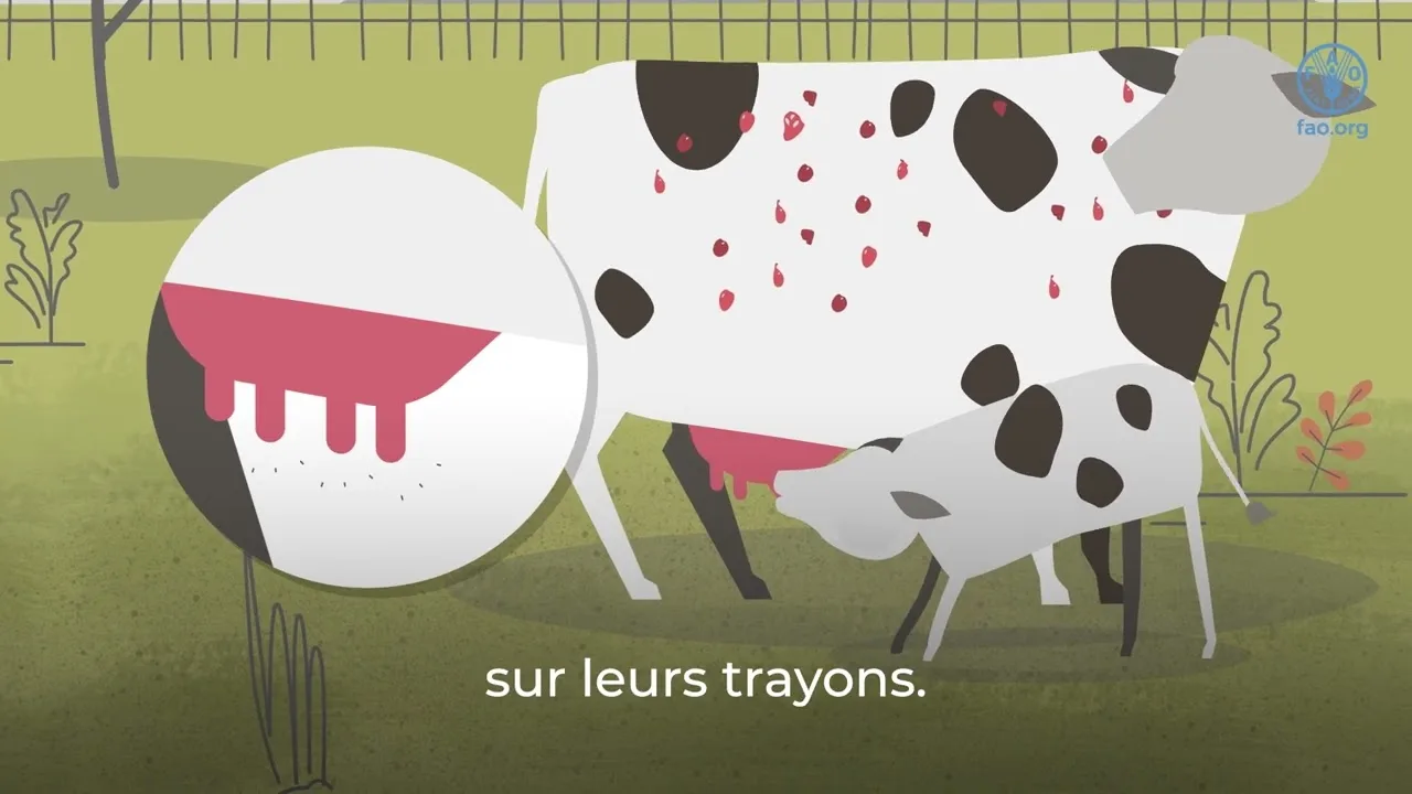 haute savoie : Élevages touchés par la dermatose nodulaire contagieuse