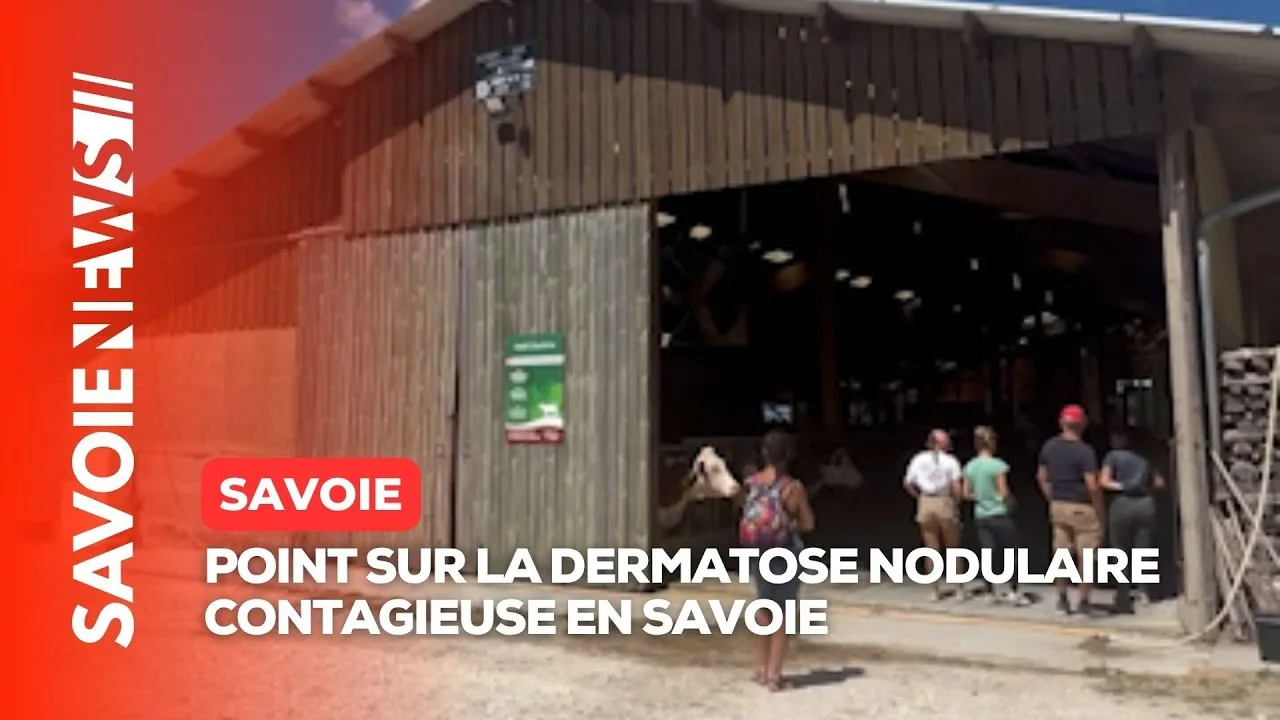 haute savoie : Éleveurs en crise face à la dermatose nodulaire contagieuse